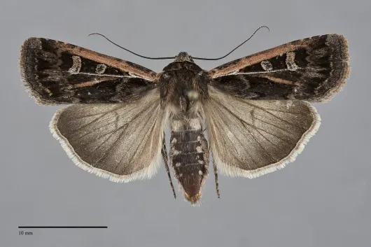 Euxoa flavicollis