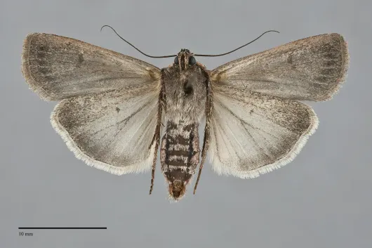 Euxoa flavicollis