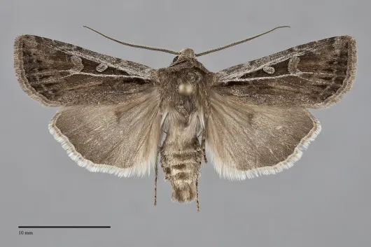 Euxoa furtivus