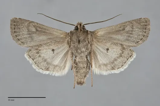 Euxoa furtivus