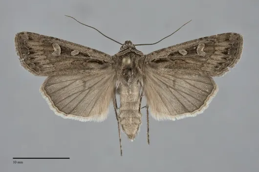 Euxoa furtivus