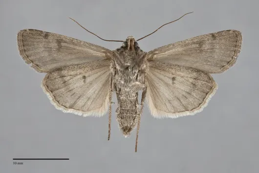 Euxoa furtivus