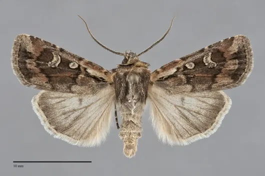 Euxoa henrietta