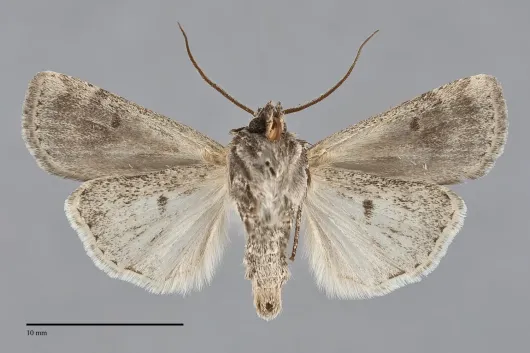 Euxoa henrietta