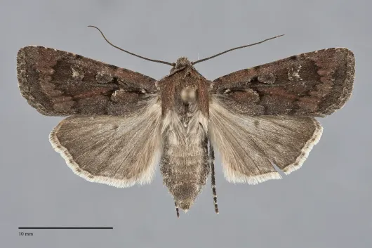 Euxoa henrietta