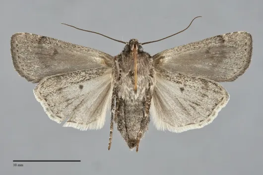 Euxoa henrietta