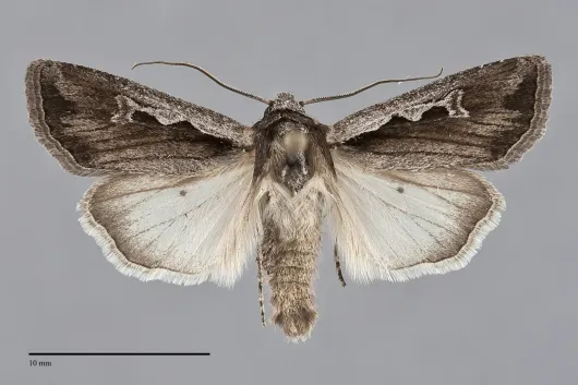 Euxoa hollemani
