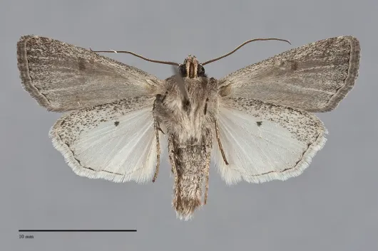 Euxoa hollemani