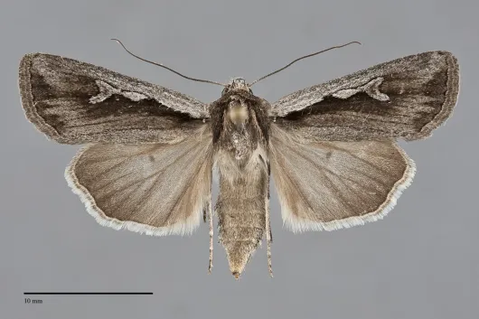 Euxoa hollemani