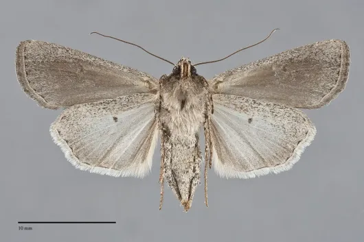 Euxoa hollemani