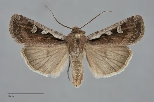 Euxoa idahoensis
