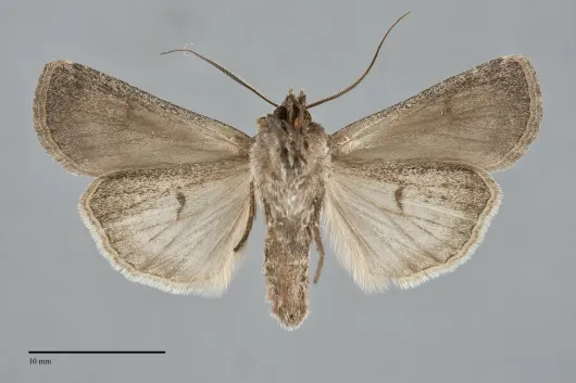 Euxoa idahoensis