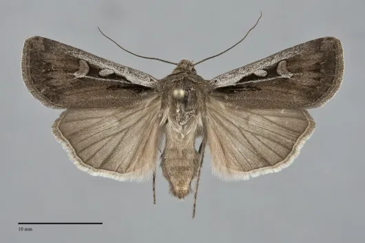 Euxoa idahoensis