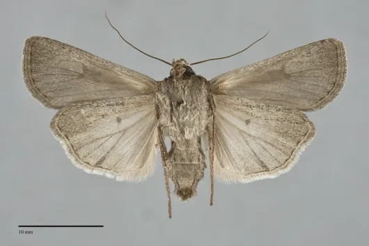 Euxoa idahoensis
