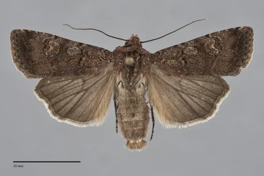 Euxoa infausta
