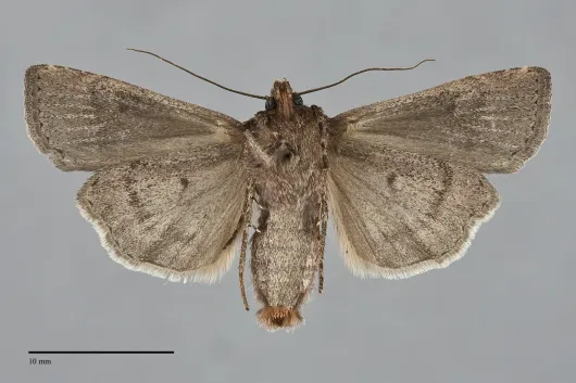 Euxoa infausta