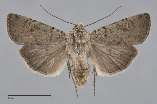 Euxoa infausta