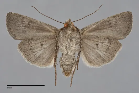 Euxoa infausta