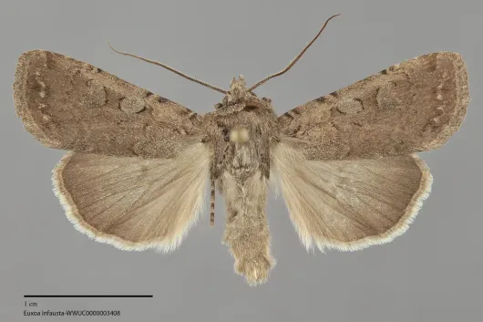 Euxoa infausta