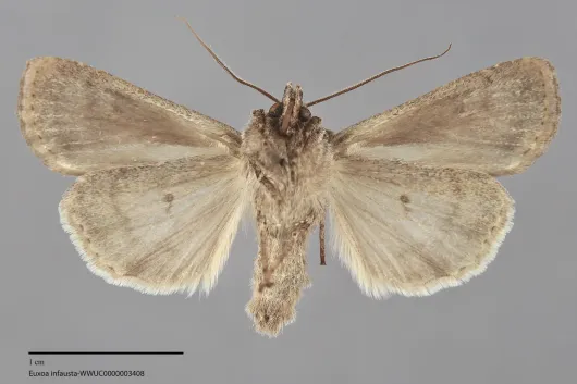 Euxoa infausta