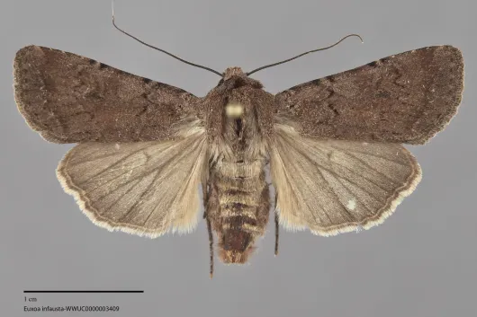 Euxoa infausta