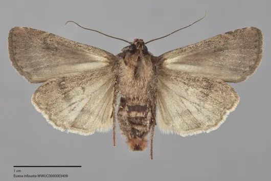 Euxoa infausta