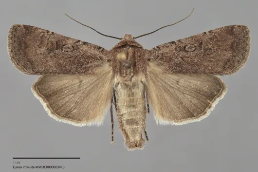 Euxoa infausta