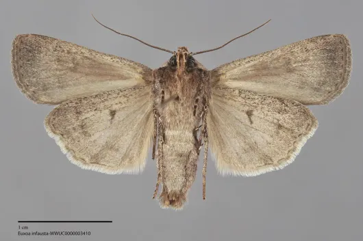 Euxoa infausta