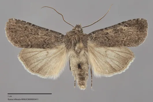 Euxoa infausta