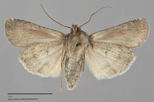 Euxoa infausta