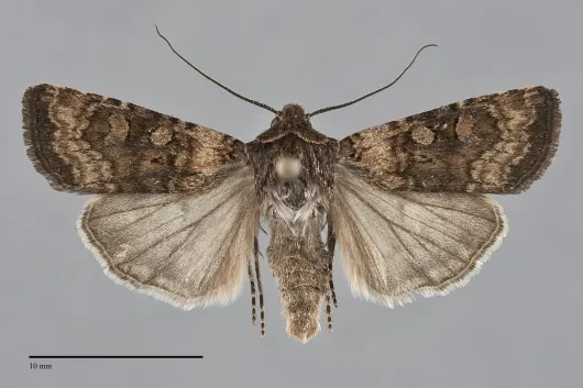 Euxoa infracta