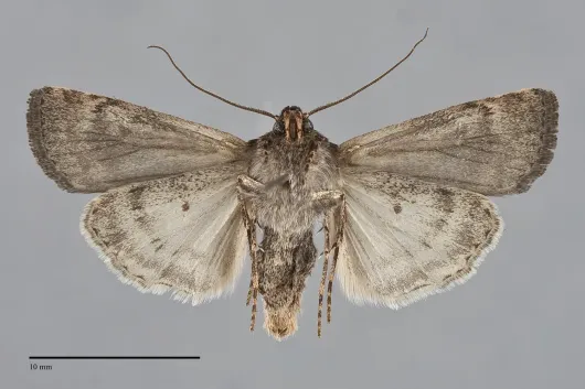 Euxoa infracta