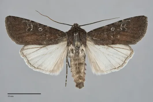Euxoa intermontana