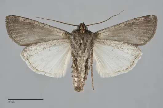 Euxoa intermontana