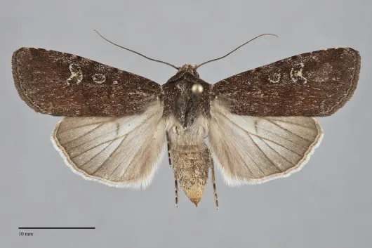 Euxoa intermontana