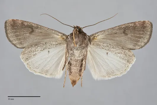 Euxoa intermontana