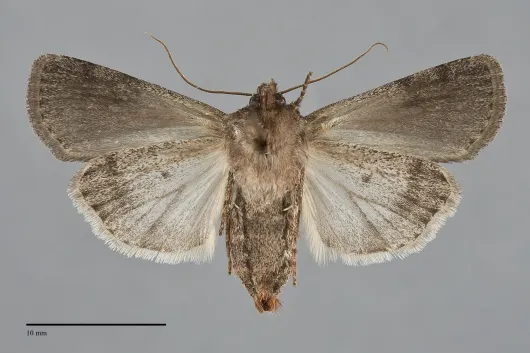 Euxoa intrita
