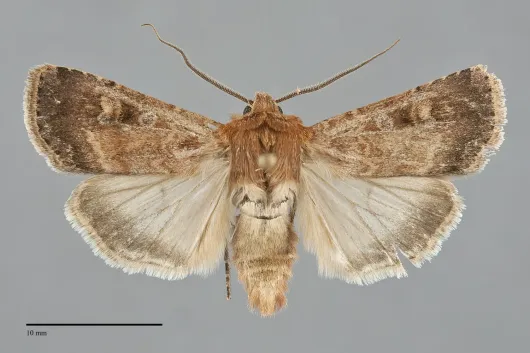 Euxoa intrita