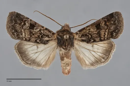 Euxoa intrita