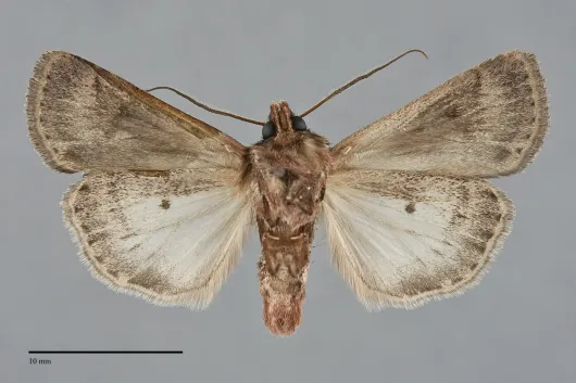 Euxoa intrita