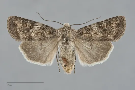 Euxoa latro