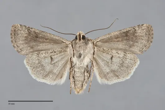 Euxoa latro