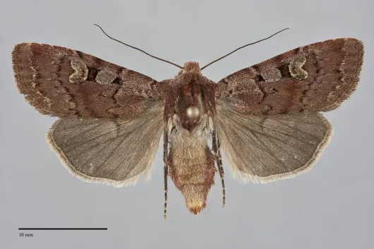 Euxoa lewisi