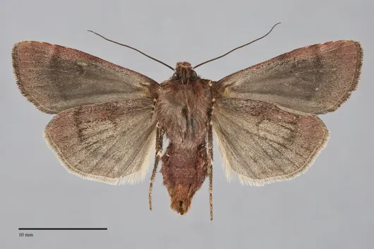 Euxoa lewisi