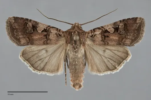 Euxoa lillooet