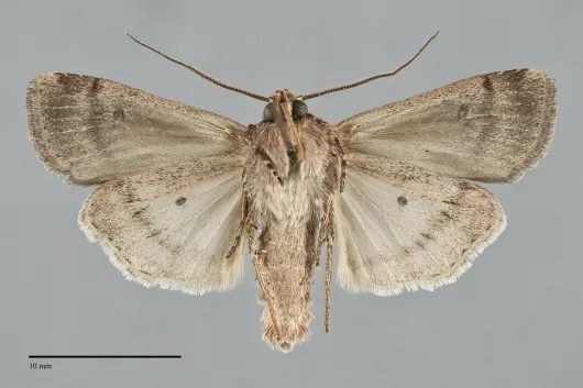 Euxoa lillooet