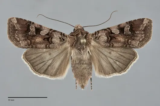 Euxoa lillooet