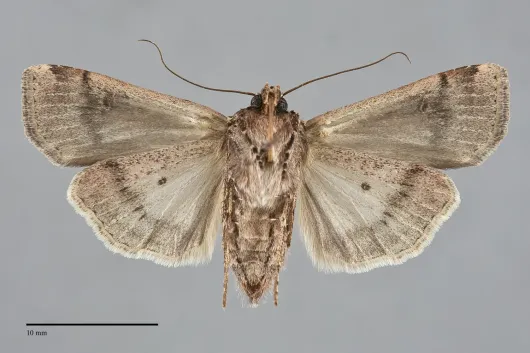 Euxoa lillooet