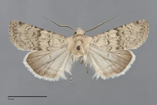 Euxoa lineifrons