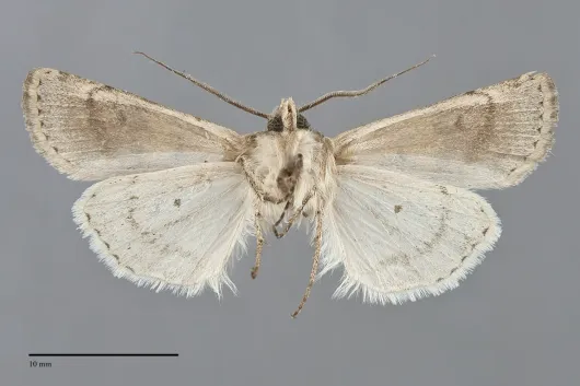 Euxoa lineifrons